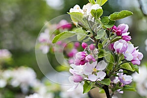 Pink apple blossom