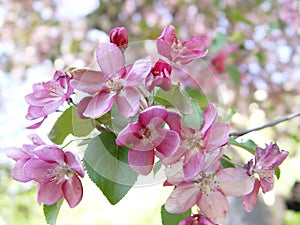 Pink apple blossom