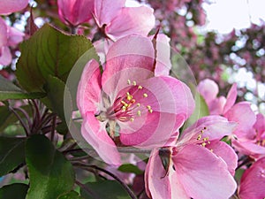 Pink Apple Blossom