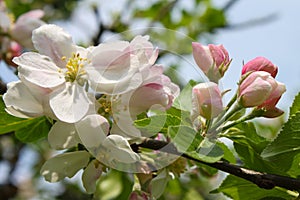 Pink Apple blossom