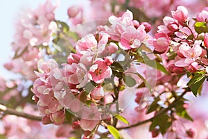 Pink apple blossom flowers against a blue sky