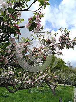 Pink apple blossom in full bloom.