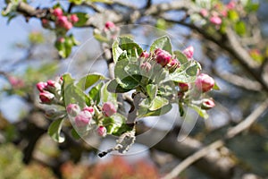 Pink apple blossoming tree in sunny springtime for natural beauty