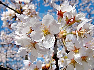 Pink Apple Blossoms against blue sky