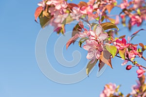 Pink apple blossoms against blue sky background with copy space