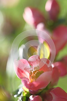 Pink apple blossoms covered the branch