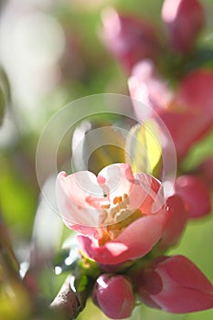 Pink apple blossoms covered the branch