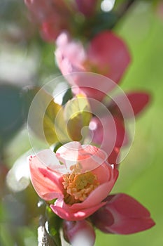 Pink apple blossoms covered the branch