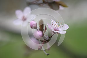 Pink apple blossoms at the end of the branch