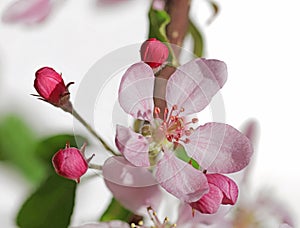 pink apple blossoms isolated on white background