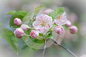 Pink Apple Blossoms with Small Bee Pollinating