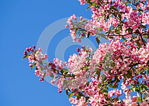 Pink apple flower blooming with blue sky. Natural background.