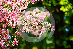 Pink apple flower blooming. Natural background.