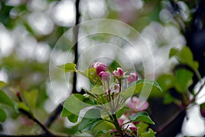 Pink apple flower in buds in green orchard. Close up view with selective focus.