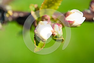 Pink apple flowers, beautiful spring background.