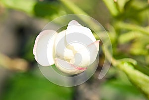 Pink apple flowers, beautiful spring background.