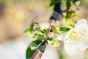 Pink apple flowers, beautiful spring background.