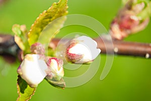 Pink apple flowers, beautiful spring background.