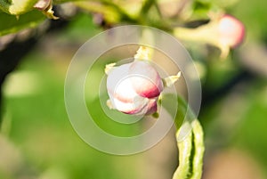 Pink apple flowers, beautiful spring background.