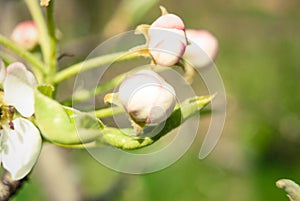 Pink apple flowers, beautiful spring background.