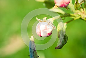 Pink apple flowers, beautiful spring background.