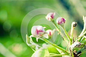 Pink apple flowers, beautiful spring background.