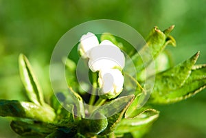 Pink apple flowers, beautiful spring background.