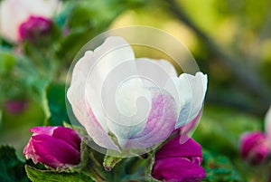 Pink apple flowers, beautiful spring background.