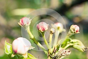 Pink apple flowers, beautiful spring background.