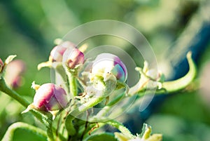 Pink apple flowers, beautiful spring background.