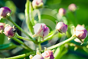 Pink apple flowers, beautiful spring background.