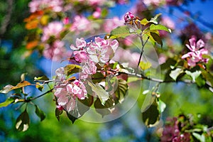 Pink apple flowers on the branches of a blossoming apple tree in spring