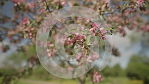 pink apple tree blossom in late sprink or early summer