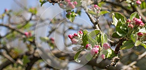 Pink apple tree blossoming and branches for nature, gardening banner