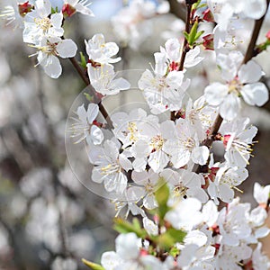 Pink Apple Tree Blossoms with white flowers on blue sky background