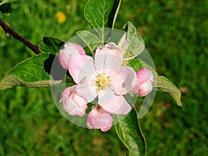 Pink apple tree flower in bloom-stock photos