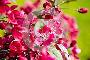 Pink apple tree flowers closeup, spring blossom of fruit garden, blooming branches with beautiful colorful petals, floral