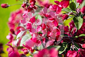 Pink apple tree flowers, spring blossom of fruit garden, blooming branches with beautiful colorful petals, floral background.