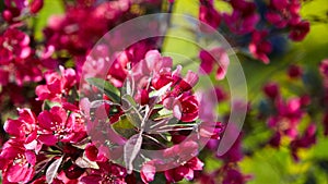 Pink apple tree flowers, spring blossom of fruit garden, blooming branches with beautiful colorful petals, floral background.