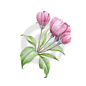 Pink apple tree flowers watercolor image. Blooming cherry hand draw element. Apple blossom with petals on white background.