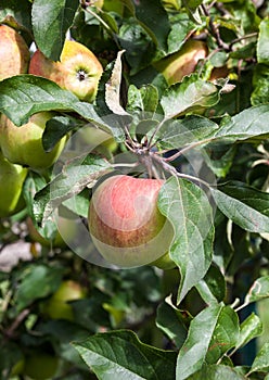 Pink apples on the apple tree