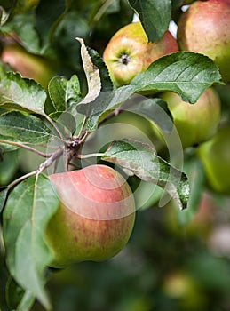 Pink apples on the apple tree