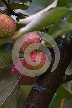 Pink apples ripen on a branch in the garden. Raindrops on fruits. After the rain. August. Harvest ripening.