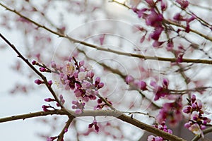 Pink Apricot blossom cherry Peach Blossom pre flowering.