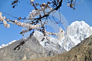 Pink Apricot Blossoms with Lady Finger Peak of Karakoram as Background