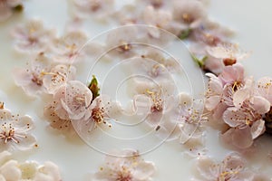 Pink apricot flowers in a milk bath. Spa body and skin care. Fragrant relaxation treatments. Trend sensory