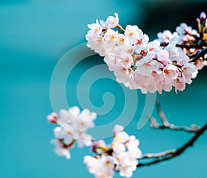 Pink and Aqua Blue, Lake Okutama, Japan