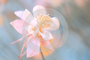 Pink Aquilegia flower closeup on a blue background. Beautiful pink flower.