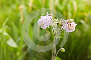 Pink Aquilegia flower on natural background, close up macro, home garden flowers.