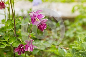 Pink Aquilegia flower on natural background, close up macro, home garden flowers.